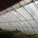 Hot Galvanized Steel Solar Powered Greenhouse Passive In Solar