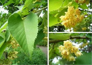China Qualified Tilia Cordata Extract, Linden flower Extract, 10:1 TLC, Flavones 0.5%, Chinese manufacturer, Shaanxi Yongyuan wholesale