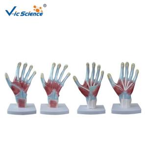 China 4pieces/Set Human Hand Pvc Anatomical Medical Model wholesale