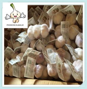 China chinese fresh new crop Shandong garlic /red garlic price new arrival fresh garlic wholesale