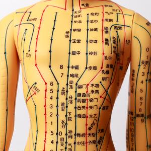 China Realistic Acupuncture Model Detailed Body For Acupuncture Needles Safety wholesale
