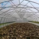 Farming Singlespan Tunnel Greenhouse With Irrigation And Hydroponic Growing