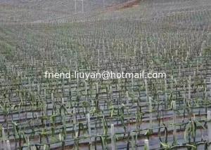 China 100gsm Breathability Polypropylene Ground Cover Land Moisture Pp Woven Fabric wholesale