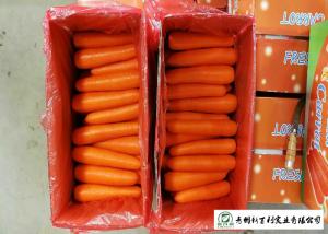China Own Plantation Fresh Chinese Carrot No Stain For Frozen Vegetable Factory wholesale