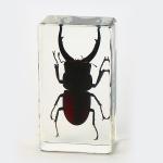 Insect Amber Resin Craft Table Decoration Paperweight