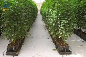 China Hydroponic Plant Growth Planting Trough PP Roll Within 0.7mm Thickness wholesale
