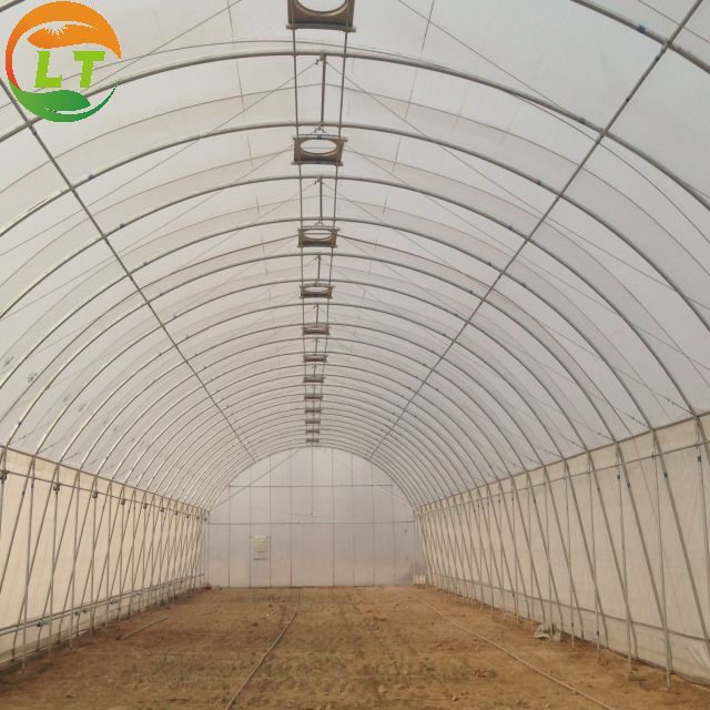 Single-Span Agricultural Greenhouses 50m250 Square Plastic Film Greenhouse from LiTai