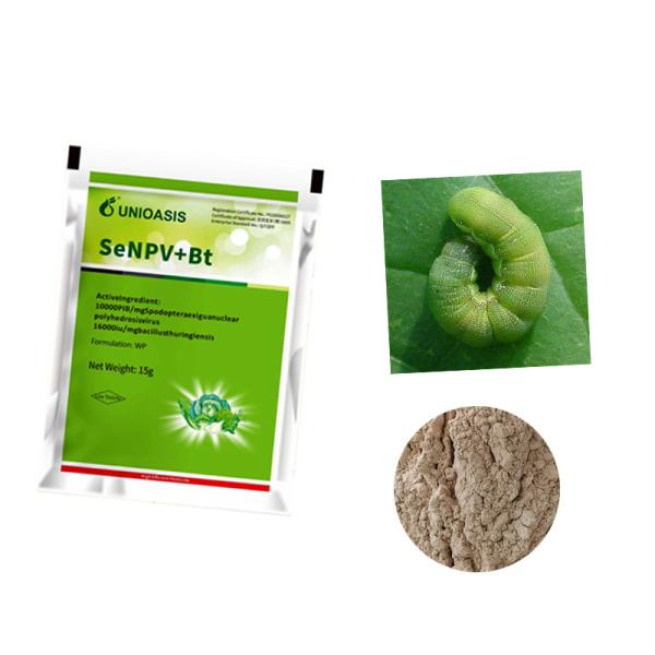Eco Friendly Brassicaceous Vegetable Organic Insecticide SeNPV Powder Spray