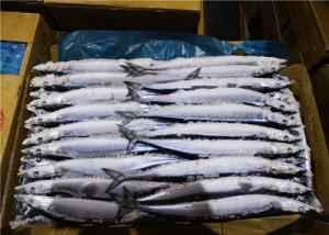 China Whole Round #2 BQF Freezing Pacific Saury Fresh Frozen Fish wholesale