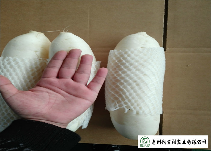 Fresh Long White Asian Radish 1kg / Per No Putrefaction For Supermarket