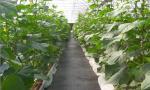 Black Nonwoven Strawberry 60Gsm Weed Stop Fabric