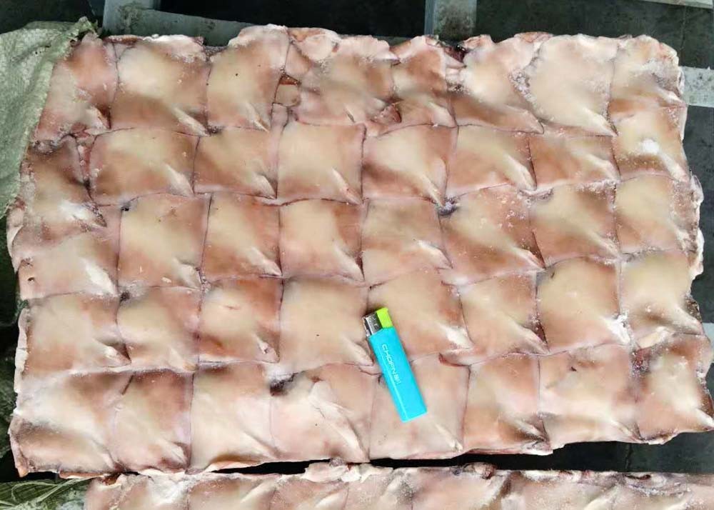 Block Frozen Illex Squid Wing / Argentina Squid Gmp Certification