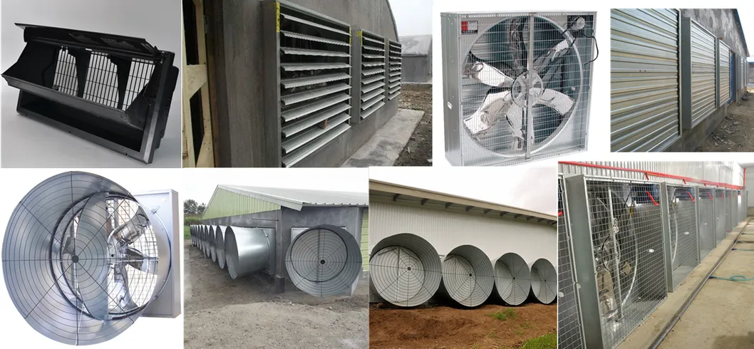 Steel Poultry Farm Building Broiler Layer Hens Chicken Steel Structure House
