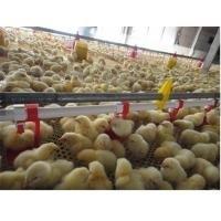 China Chicken Poultry Automatic Pan Feeding System Nipple Drinking Line wholesale