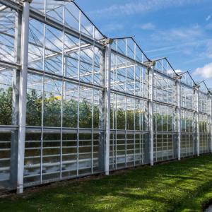 China Hydroponic Growing System Agricultural Solar Glass Greenhouse For Vegetables wholesale