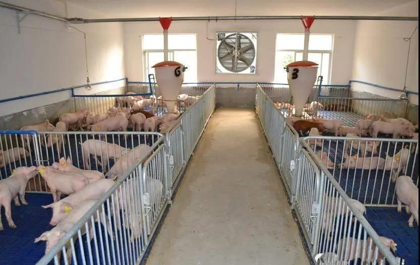 PVC Livestock Farming Equipment 304 For One Stop Pig Farm Project Purchase