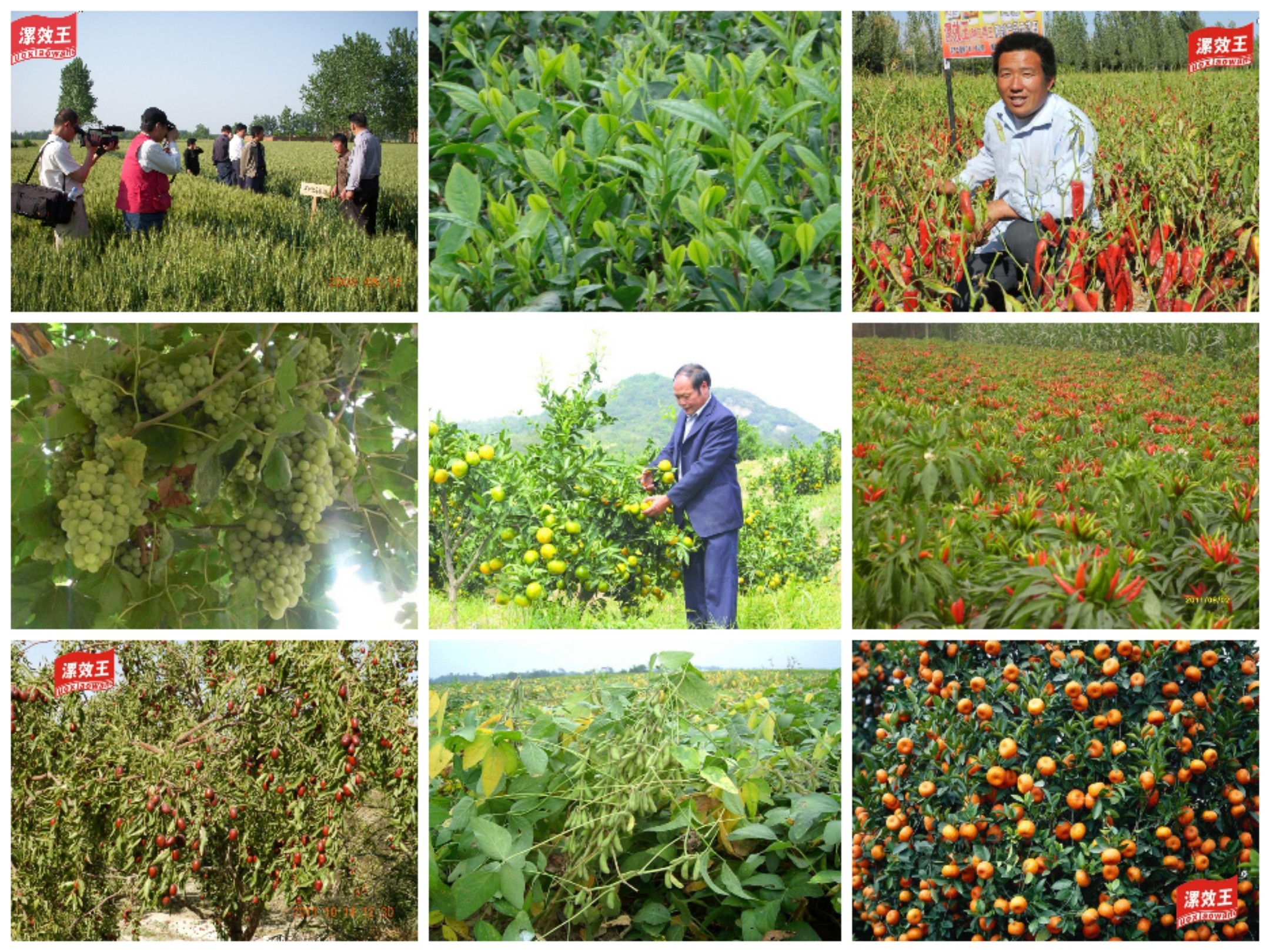 High Solubility Microbial Inoculant Organic Fertilizers For Field Crops