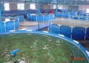 China Corrosion Resistance Fiberglass Fish Tank wholesale