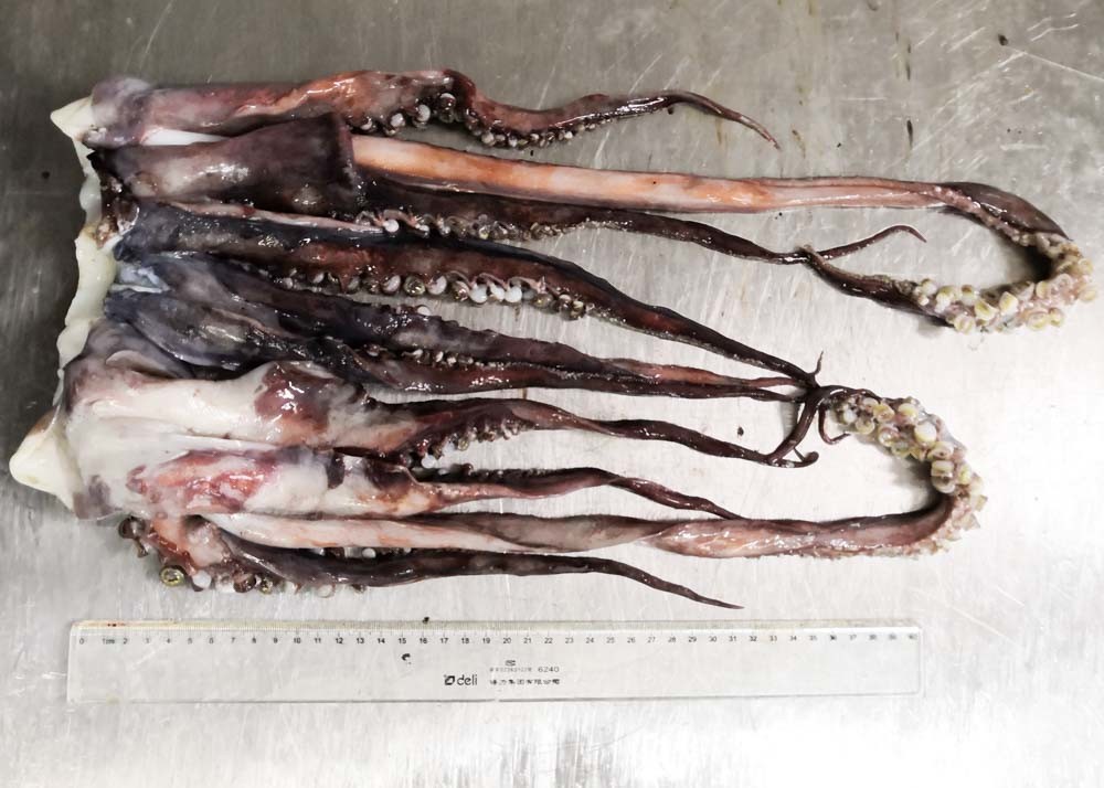 20 Kg Equator Squid Bqf Dosidicus Gigas Store Condition -18℃ Or Below