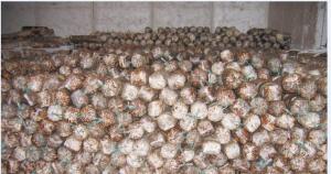 China Dried Shiitake Mushroom Spawn wholesale