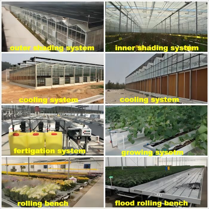 Venlo Roof Glass Green House For Agriculture 10.8m Lettuce Leaf Vegetable Salad Greenhouse