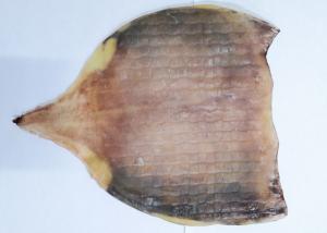 China Raw Material Whole Dried Squid Body For Fresh Roasted Squid No Starch wholesale