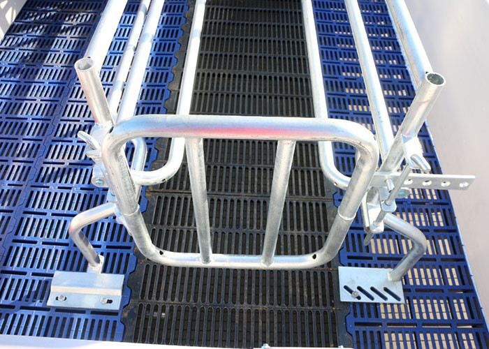 Pig Farming Swine Sow Farrowing Crate Anti Rust Easy Installation