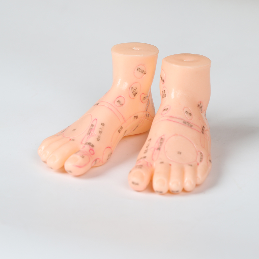 20CM Chinese Medicine Foot Massage Model PVC Material 13/17/19cm