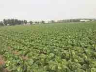 China Full Nutrients Raw Green Cabbage / Chinese Green Cabbage Japan Standard wholesale