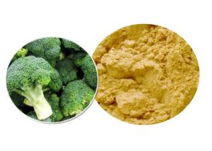 China Brown Yellow Powder 100% Pure Plant Extracts , Organic Broccoli Sprout Powder ISO9001 wholesale