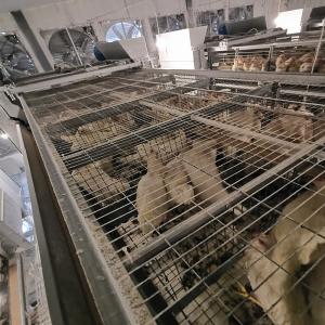 China ISO9001 Poultry Drinking System , 360degree Automatic Chicken Nipple Drinker wholesale
