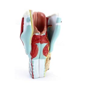 China Anatomical Pvc Simulation Magnified 3pcs Human Larynx Model wholesale