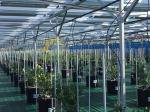 6000mm Agricultural Greenhouses Photovoltaic Mounting System Farm Shed