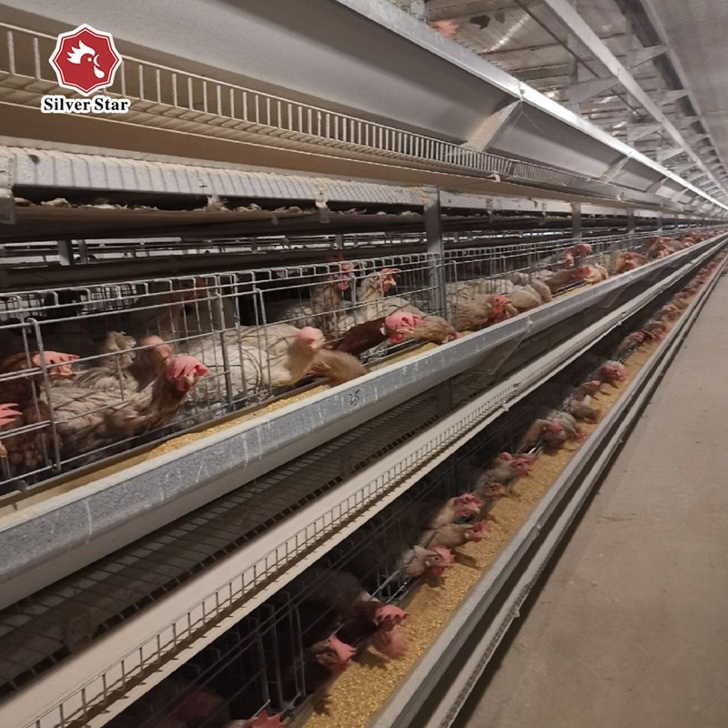 Poultry Farming Egg Layer Chicken Cage A Type 3 Tiers 4 Tiers 90 Birds 160 Birds