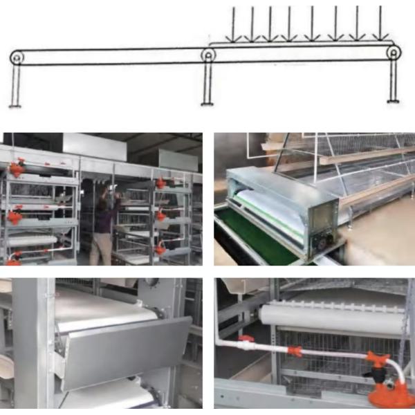 KXD Poultry House Equipment Automatic Broiler Feeding System For Broilers / Layers