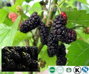 China Low Price Mulberry Fruit Extract Powder wholesale