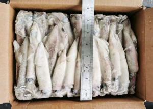 China Whole Round loligo Squid wholesale