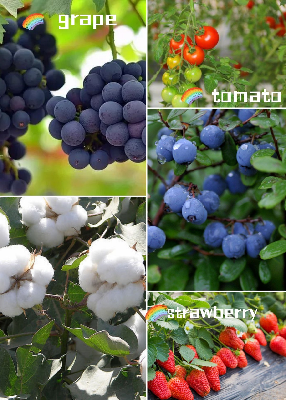 50% Liquid Organic Water Soluble Fertilizer Agricultural Enzyme Amino Acids