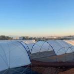 Good Quality Poly Tunnel Green House Low Cost Hot Sale Polytunnel Berry