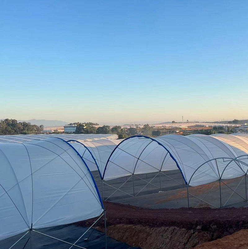 Good Quality Poly Tunnel Low Cost Hot Sale Polytunnel Berry Greenhouse