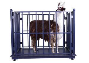 China 1000kg Digital Cattle Weighing Scales wholesale