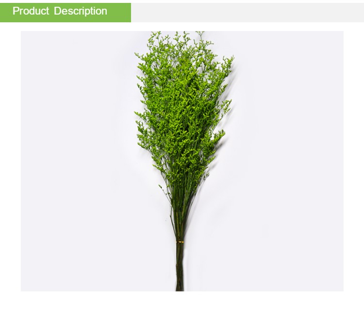 Beautiful Preserving Eucalyptus Foliage Dry Desmodium For Craft