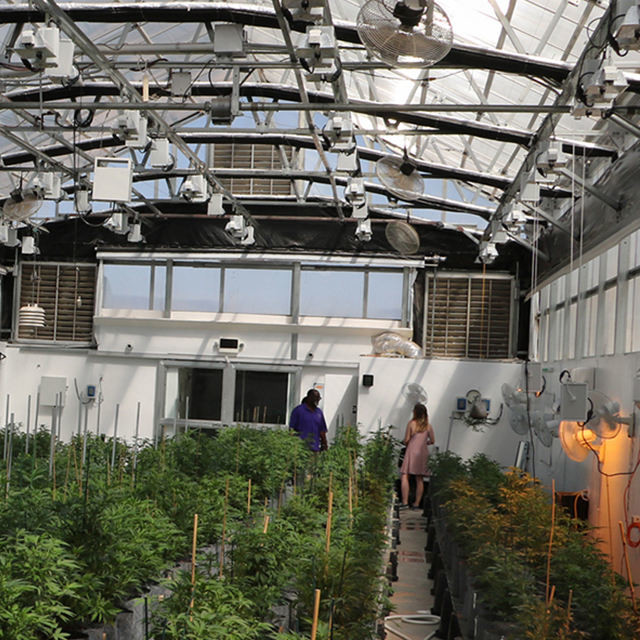 Automatic Fully Light Deprivation Mushroom Polyhouse Blackout Greenhouse For Medical Herb