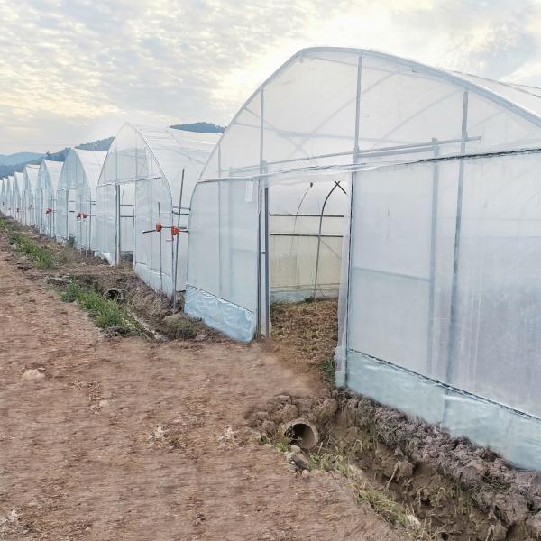 Commercial Climate Control Cooling System Single Tunnel Greenhouse For