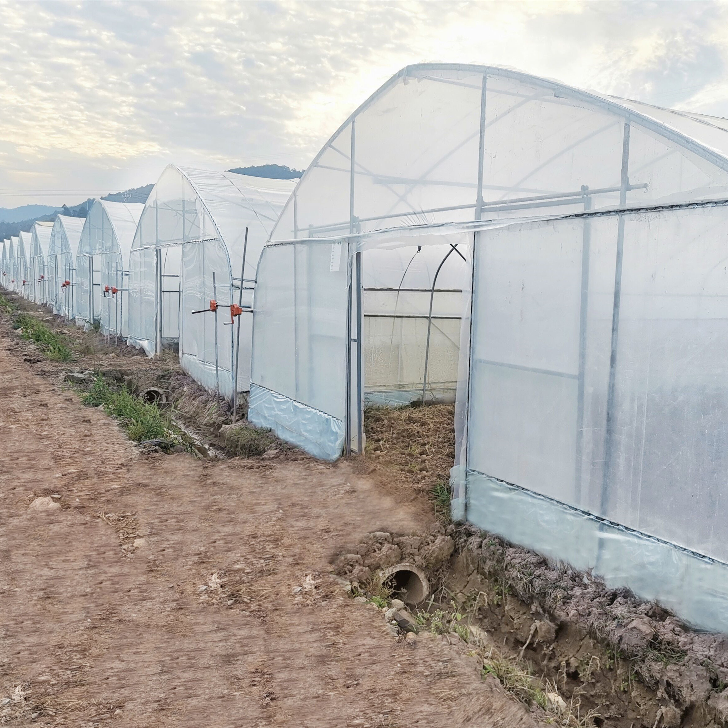 Hydroponic System Single-span Plastic Film Agriculture Greenhouses Construction For Sale