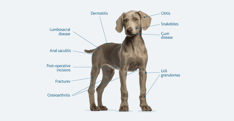 Class IV Gentle Laser Machine 980nm Pet Laser Therapy Machine