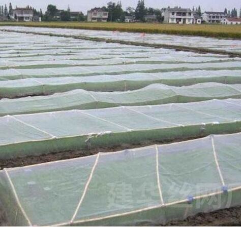 Plastic bird-proof net PE enlarged thickened greenhouse agricultural breeding