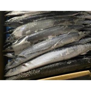China All Size Sea Frozen BQF Pacific Saury Cololabis Saira wholesale
