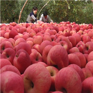 Prevent Vitamin Loss Apple Extract Apple Polyphenols Powder