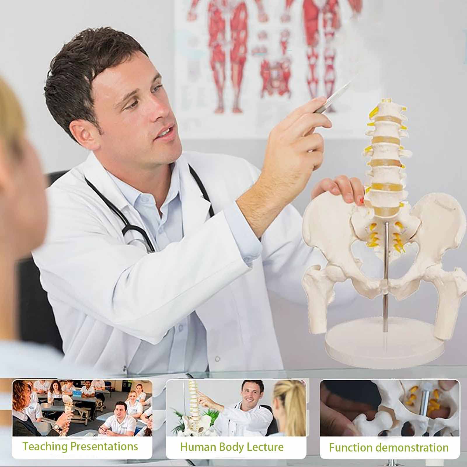Adult PVC Anatomical Skeleton Model Lumbar Spine Models With Pelvic Floor